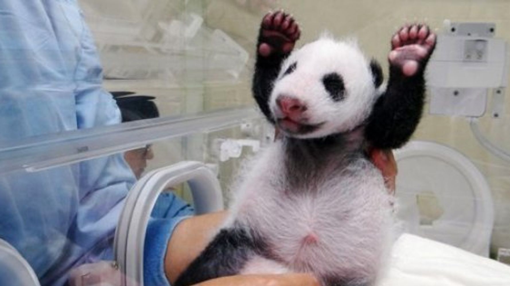 赤ちゃんパンダ お母さんに初めて会う 画像 動画 ハフポスト News