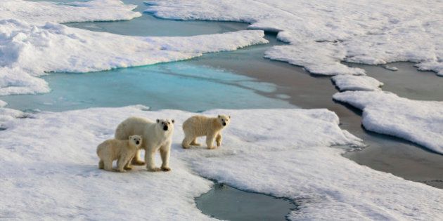 Polar bear mother with two cubs on an ice flow in the arctic ocean. Symbolic for climate situation in the arctic. Symbol for endangered wildlife by global warming. The picture is taken between Franz Josef Land and North pole in the russian arctic. It is a mother with a 1/2 years old cubs.Copy space.