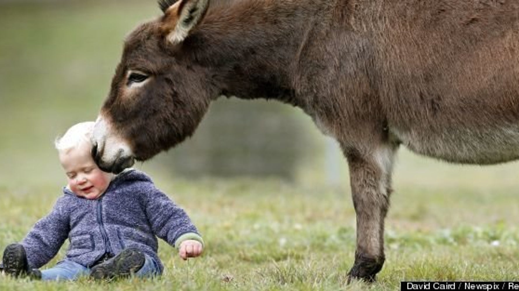 かわいい15か月の男の子と遊ぶミニチュアロバ 写真 ハフポスト Life