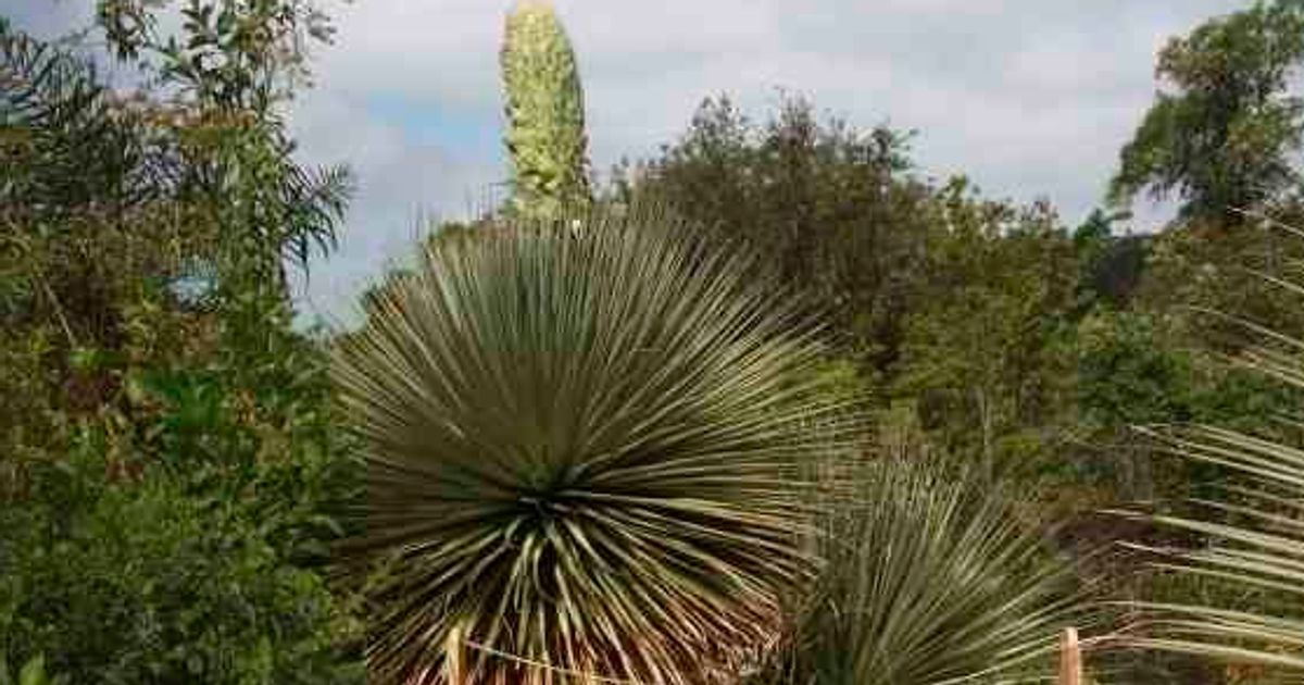 100年に一度 咲く植物が開花 アメリカ カリフォルニア大学 ハフポスト