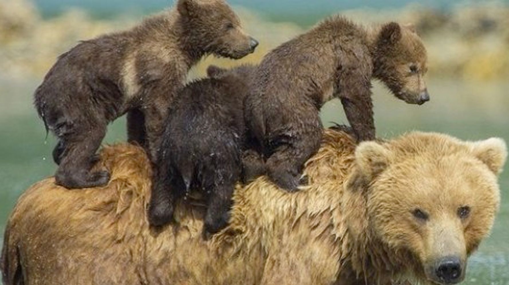 クマも人間も 母の愛 は変わらない 画像 ハフポスト News