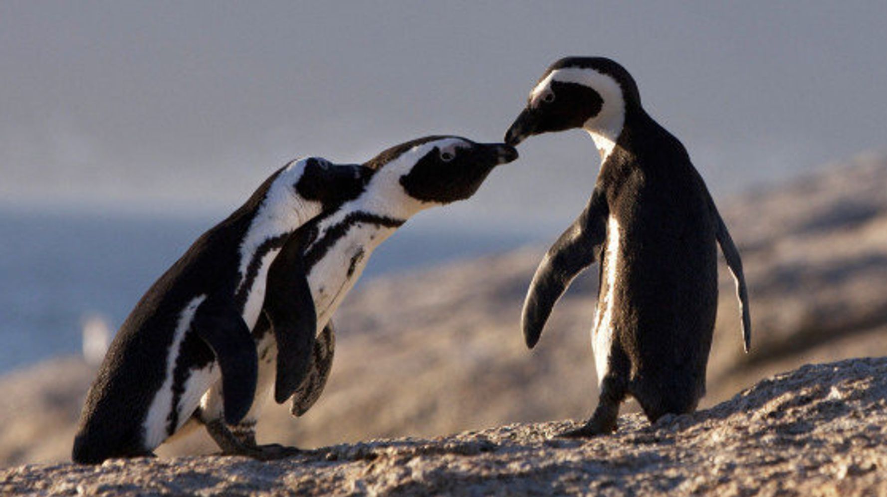 よちよち歩き する野生のペンギンが南アフリカのビーチにいた 画像集 ハフポスト Life