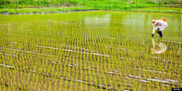 A man working and planting inside of a rice field in Japan.