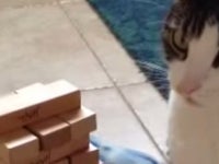賢い猫はジェンガができる 動画 ハフポスト 賢い猫はジェンガができる 動画 ハフポスト