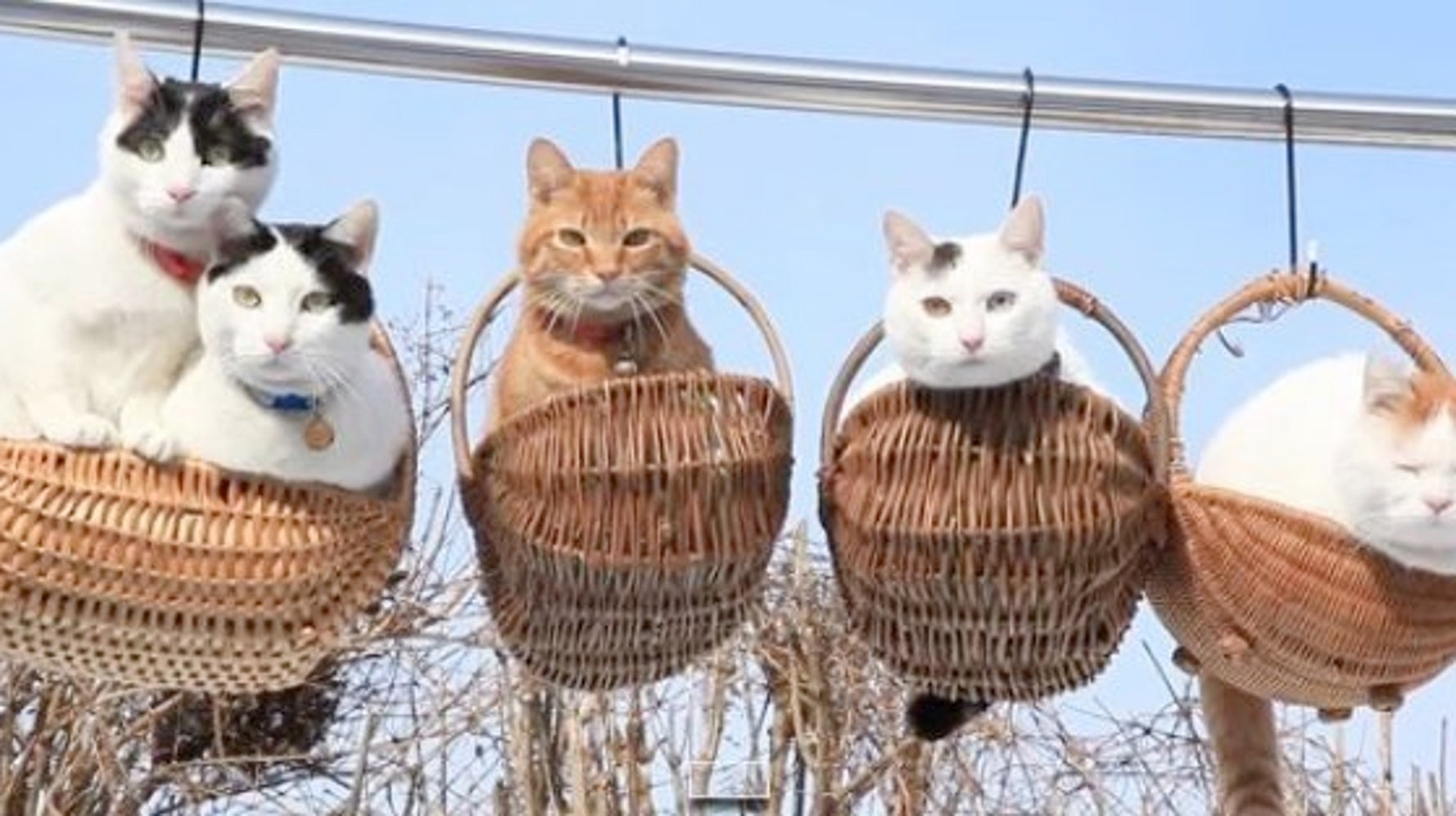 空中カゴに揺られる5匹の猫が愛らしい 動画 ハフポスト Life