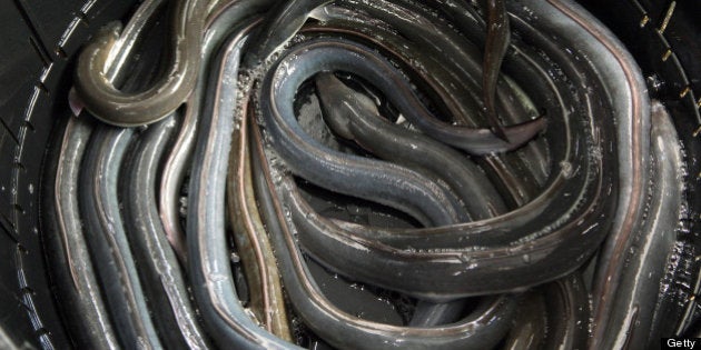 Live eels lay in a container at a restaurant in Tokyo, Japan, on Thursday, July 19, 2012. The U.S. government is considering regulating the international trade of some eel species under the Washington Convention next year. The movement could push up eel prices in Japan. Photographer: Haruyoshi Yamaguchi/Bloomberg via Getty Images