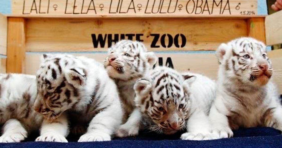 可愛いすぎるホワイトタイガーの五つ子赤ちゃん ヨーロッパで初めて 画像 ハフポスト