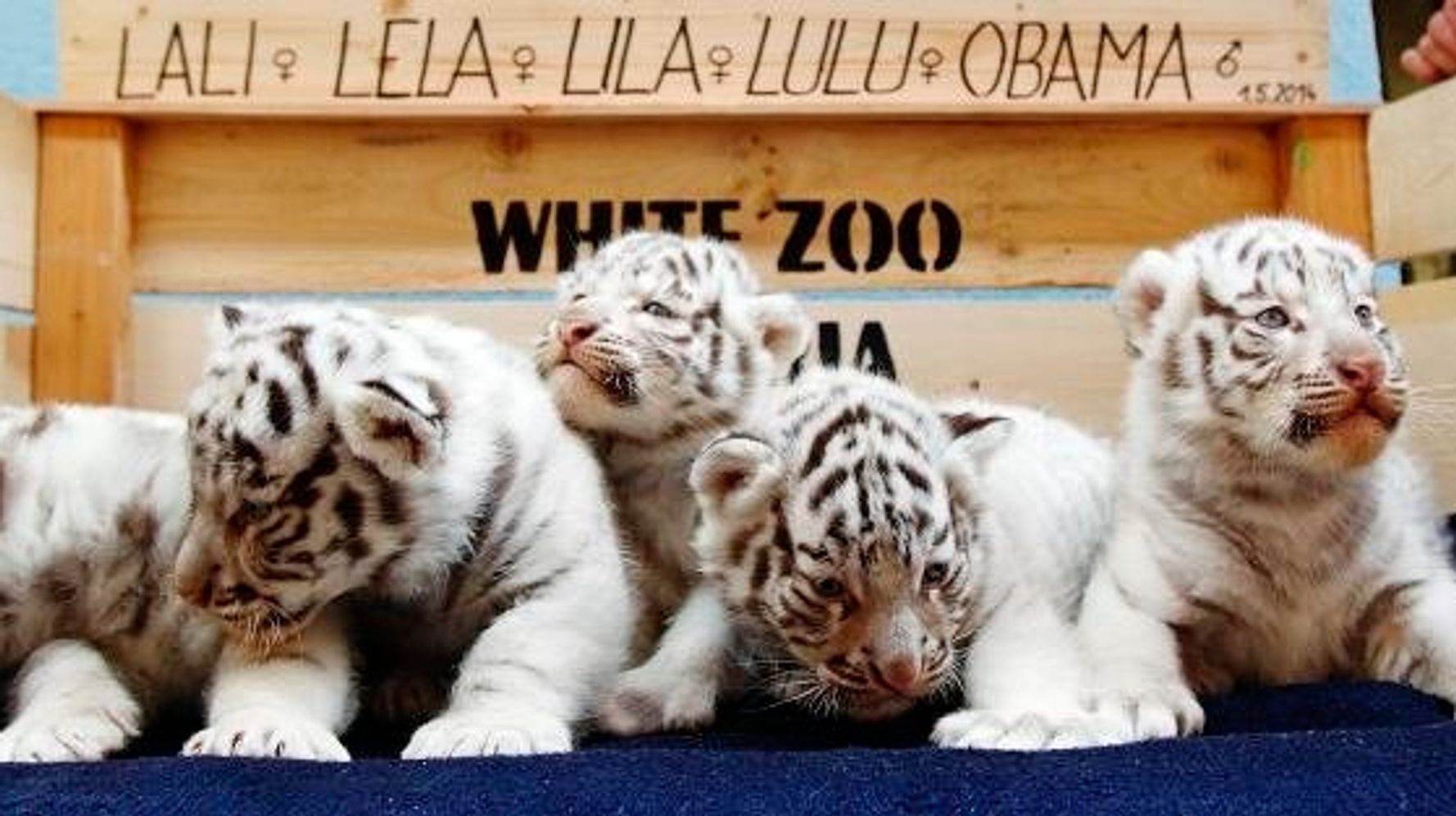 可愛いすぎるホワイトタイガーの五つ子赤ちゃん ヨーロッパで初めて 画像 ハフポスト News