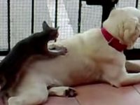 猫のモミモミはどんな犬も骨抜きにする 動画 ハフポスト Life