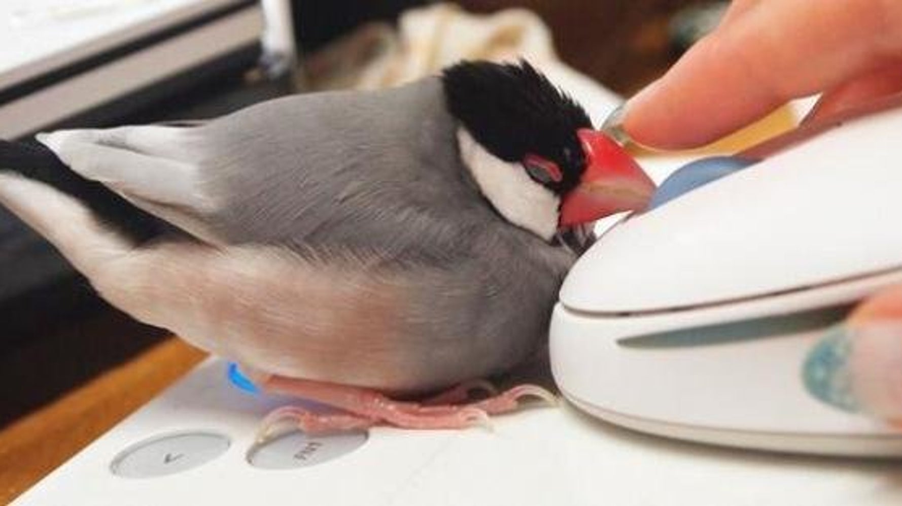 なでられる為にpcの前でスタンバイする文鳥が可愛すぎる 画像 ハフポスト Life