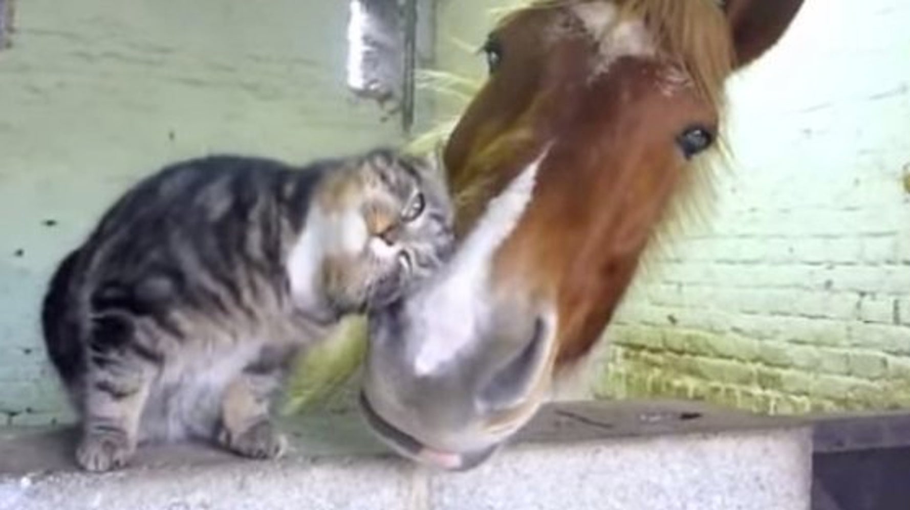 大好きな馬に ほおずり 攻撃しちゃう猫が愛らしい 動画 ハフポスト News
