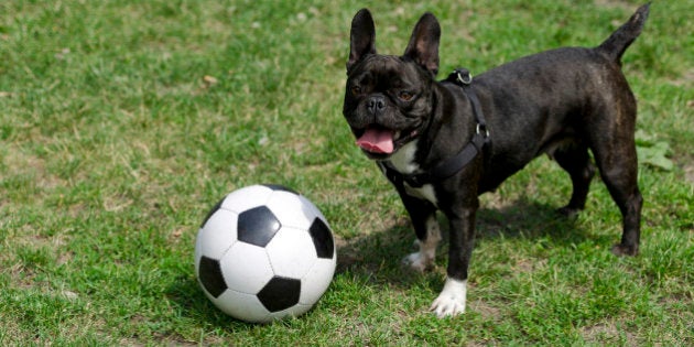 ワールドカップなみの熱狂 キュートな犬たちのサッカー動画 ハフポスト ワールドカップなみの熱狂 キュートな犬たちのサッカー動画 ハフポスト