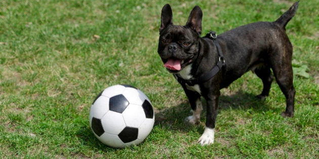 ワールドカップなみの熱狂 キュートな犬たちのサッカー動画 ハフポスト