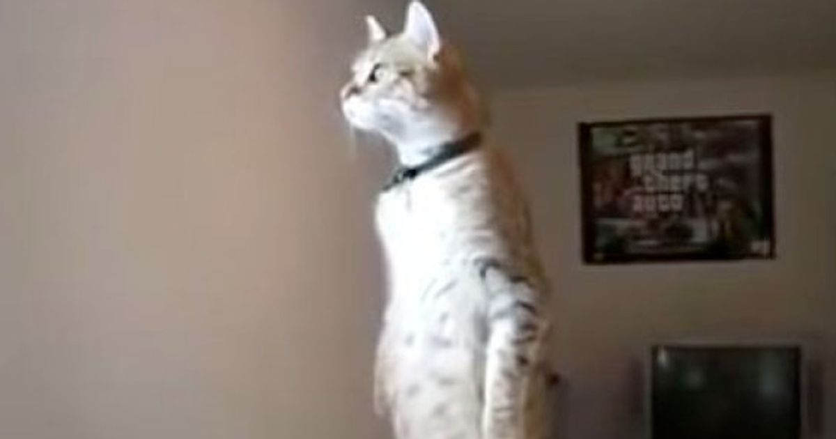 動画 猫が立った 驚くほど完璧に ハフポスト