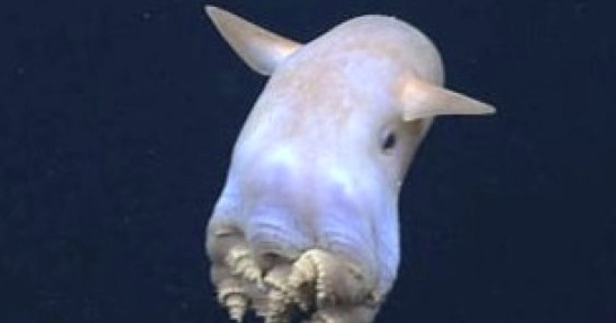 深海生物 ダンボ オクトパス あまりに可愛くてビックリ 動画 ハフポスト