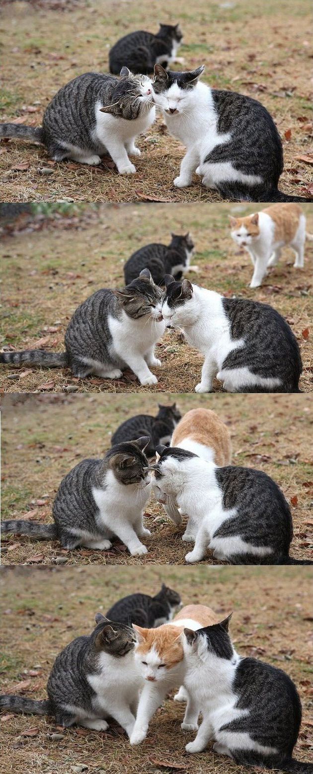 仲良し猫カップルがキスするのを無言で阻止する猫 画像 ハフポスト