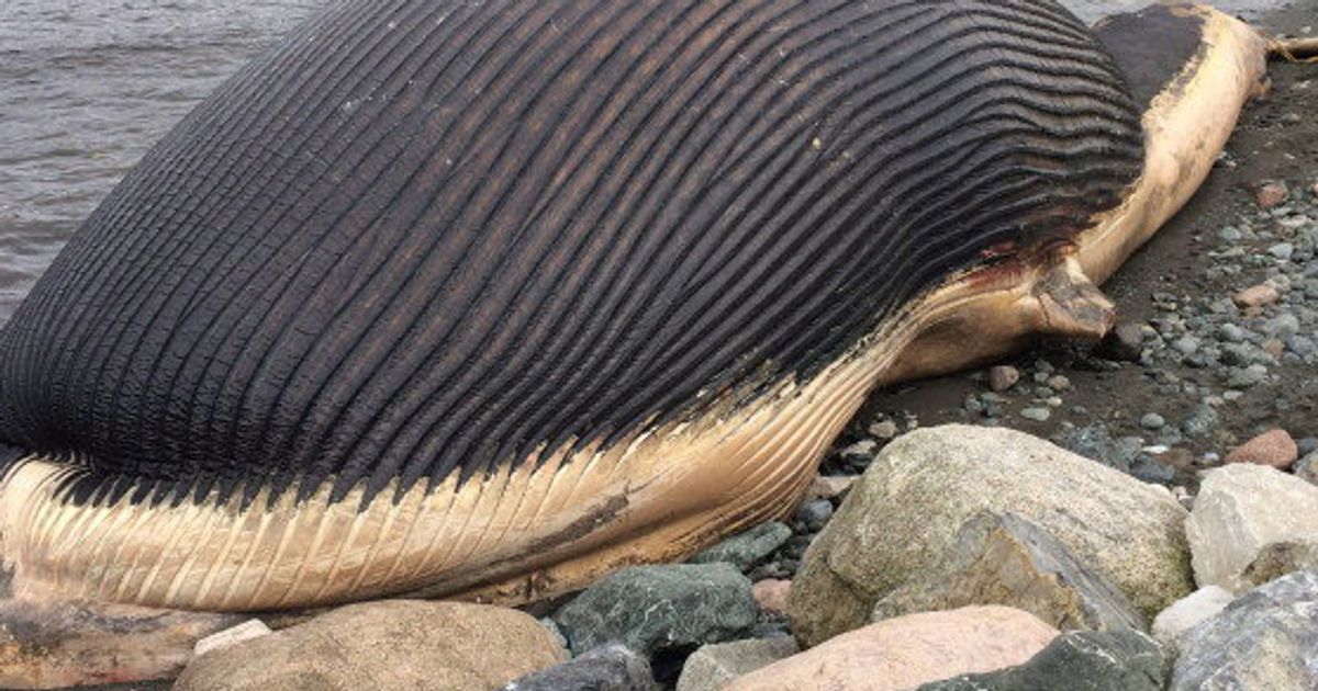 巨大シロナガスクジラ 破裂の恐れも カナダ東部 画像 動画 ハフポスト