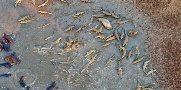 140頭のワニがカバの群れを襲う画像集 ハフポスト 140頭のワニがカバの群れを襲う画像集 ハフポスト