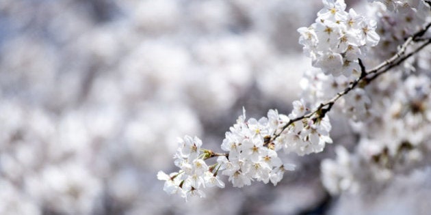 TOKYO, JAPAN - MARCH 29: A close-up of some cherry blossom on March 29, 2014 in Tokyo, Japan. This is the first weekend after Japan's Meteorological Agency announced this year's Tokyo's cherry blossom season started. (Photo by Keith Tsuji/Getty Images)