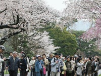 皇居の桜並木を初公開 天皇陛下の傘寿を記念 4月8日まで ハフポスト