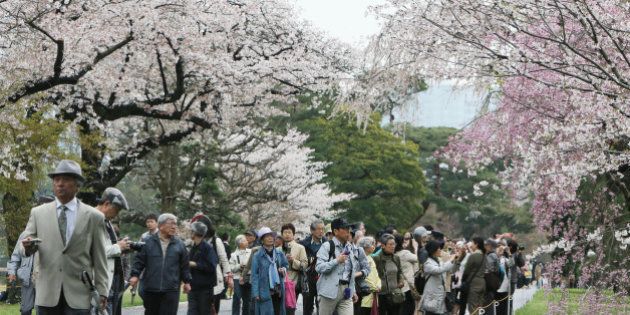 皇居の桜並木を初公開 天皇陛下の傘寿を記念 4月8日まで ハフポスト