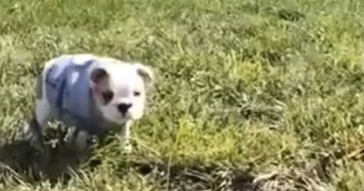 芝生で転がるのが好きでたまらない子犬 動画 ハフポスト