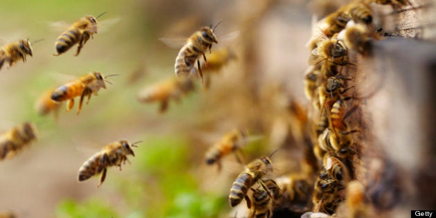 close up of honey bees flying