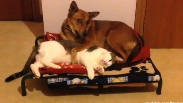 Inu Inu