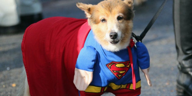 OLD WESTBURY, NY - SEPTEMBER 30: Dogs parade in costume during a Halloween contest at the Old Westbury Gardens on September 30, 2012 in Old Westbury, New York. (Photo by Bruce Bennett/Getty Images)