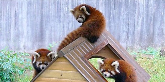 レッサーパンダの三つ子の赤ちゃん 人工保育ですくすく育つ 市川市動植物園 ハフポスト