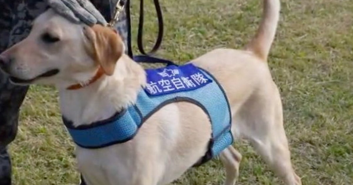 国を守る犬 自衛隊警備犬 表彰される 副賞は ガム 特大 ハフポスト News