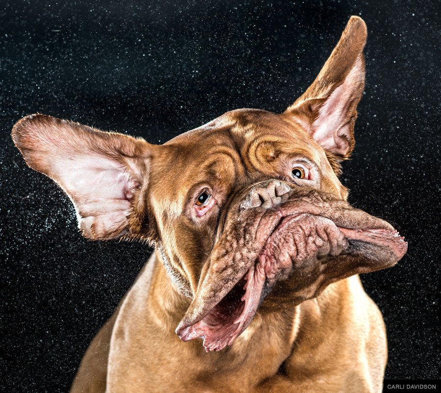 ブルブルッ でモンスター化した犬たち 写真集 ハフポスト Life