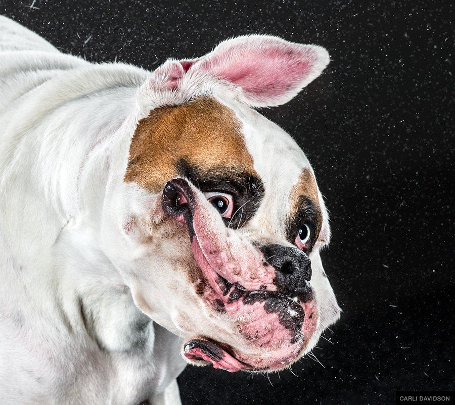 ブルブルッ でモンスター化した犬たち 写真集 ハフポスト Life