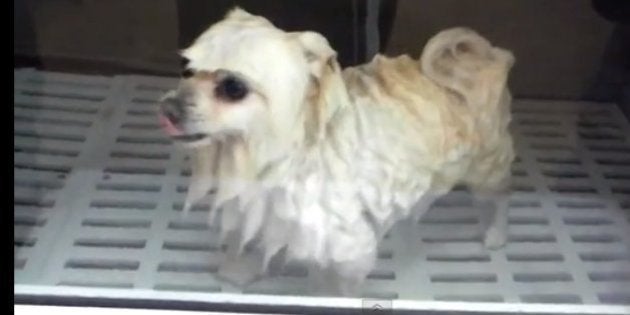 全自動 犬 洗濯機 ドッグウォッシュマシン イノベーションか虐待か ハフポスト News