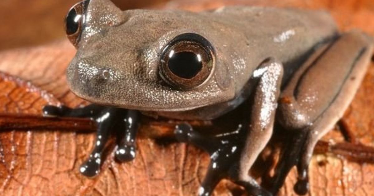 南米スリナムで新種の生物60種を発見 チョコレート色のカエルなど 写真ギャラリー ハフポスト