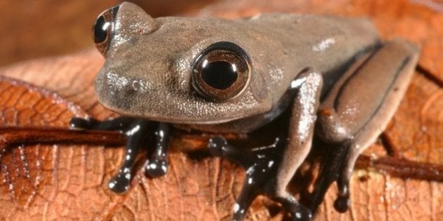南米スリナムで新種の生物60種を発見 チョコレート色のカエルなど 写真ギャラリー ハフポスト