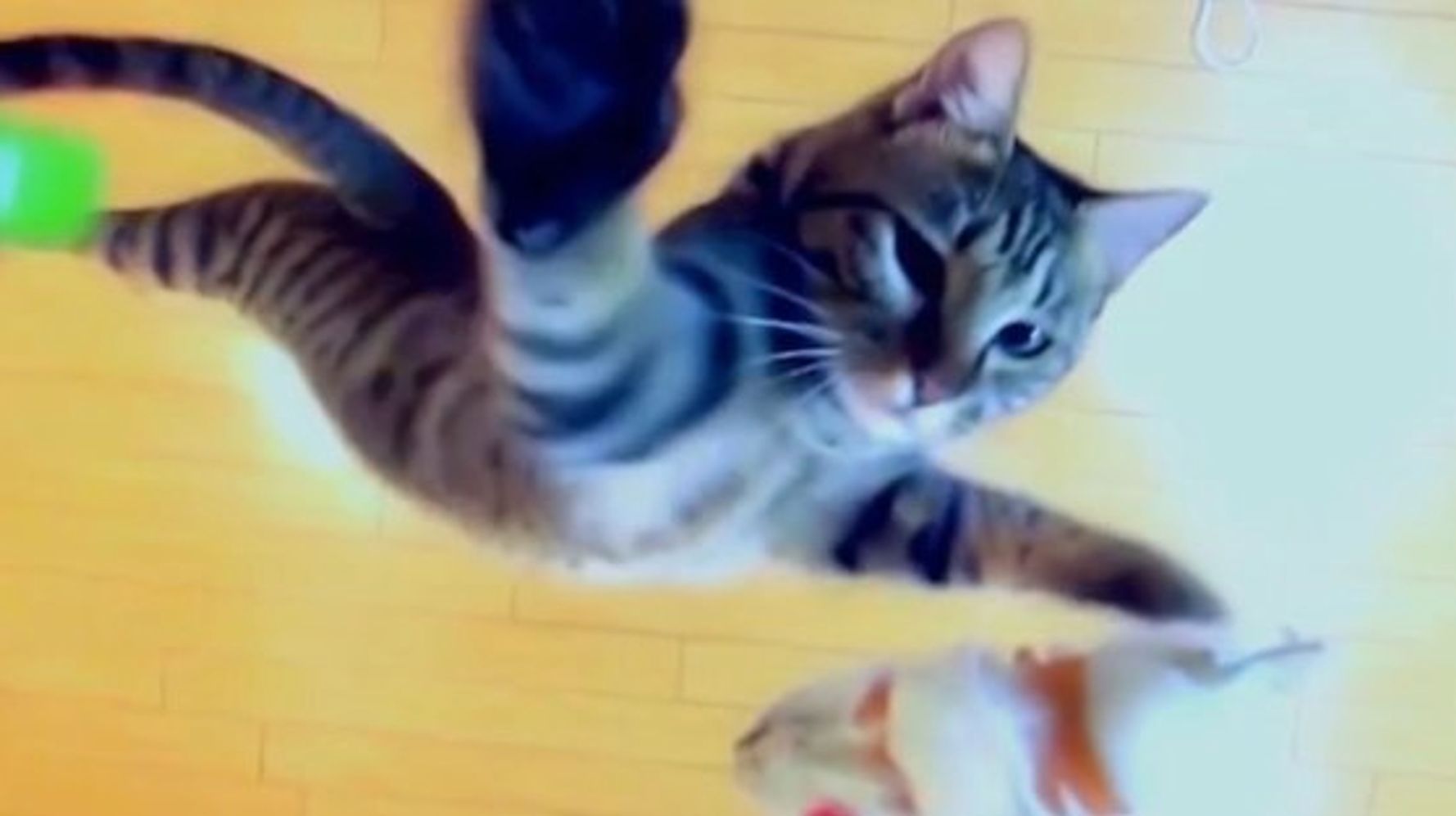 Nba選手にすべき 日本のすごい ジャンプ猫 ハフポスト Life