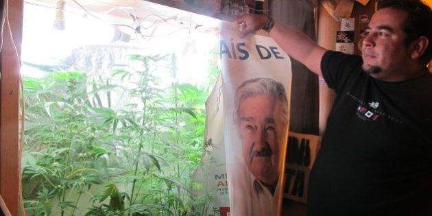 FLORIDA, URUGUAY - OCTOBER 20: Julio Rey, 38, grows a few marijuana plants in a makeshift cabinet, complete with special lighting to help the bush grow in Florida, Uruguay on October 20, 2013. (Photo by Juan Forero / The Washington Post via Getty Images)
