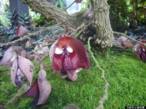 「ダース・ベイダー」に似た花、京都で咲く