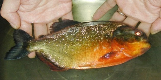 ピラニアの一種 肉食魚に襲われ70人以上負傷 手足の指を失った子供も アルゼンチン ハフポスト News