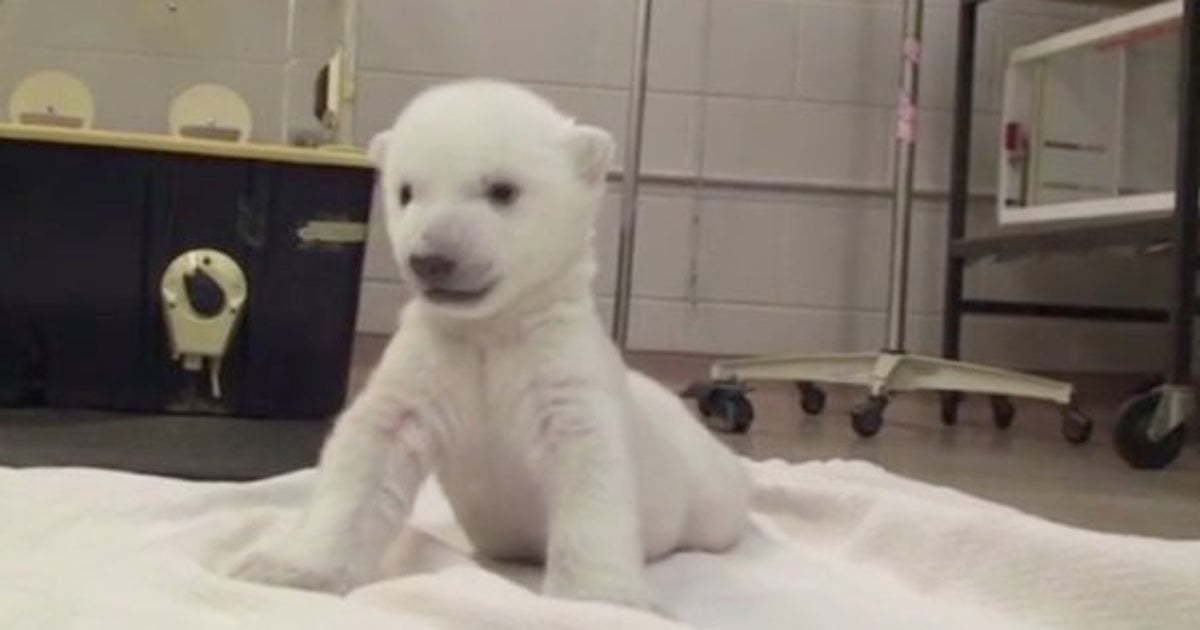 白くてモフモフ かわいすぎるシロクマの赤ちゃん 動画 ハフポスト 白くてモフモフ かわいすぎるシロクマの赤ちゃん 動画 ハフポスト