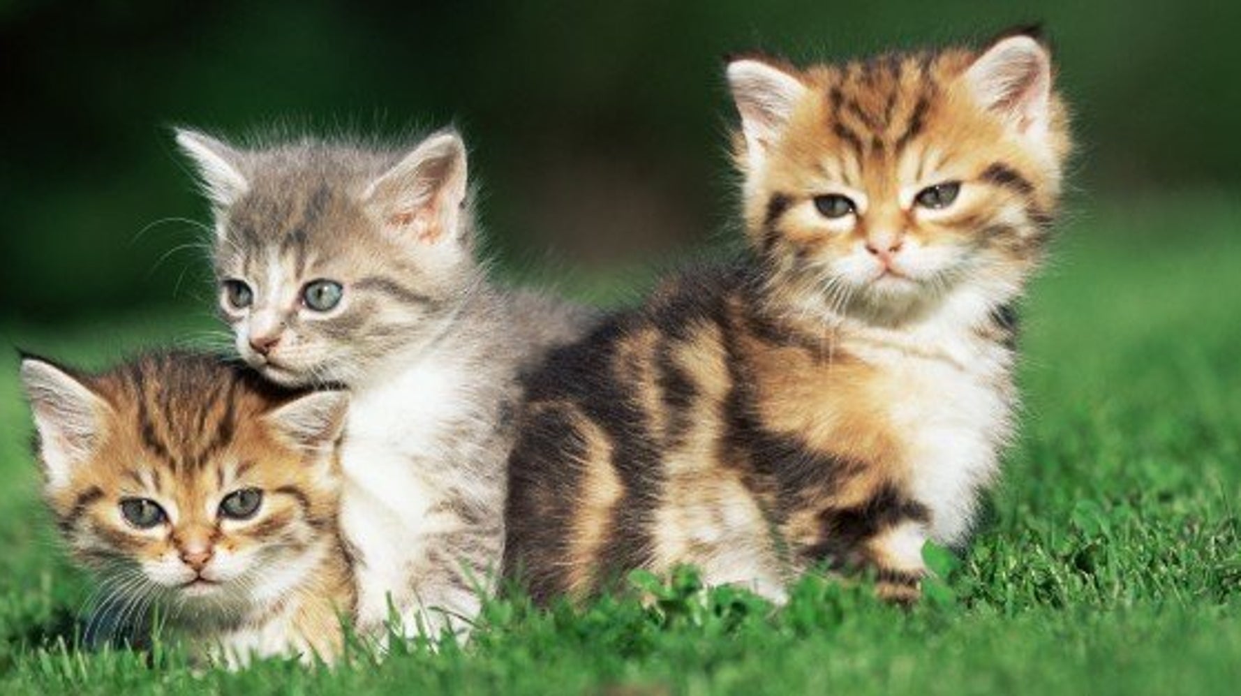 犬 猫の名前 人気ランキング 日米編 ハフポスト Life 犬 猫の名前 人気ランキング 日米編 ハフポスト Life