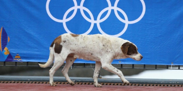 SOCHI, RUSSIA - JANUARY 31: A stray dog walks in the Rosa Khutor Mountain Cluster village ahead of the Sochi 2014 Winter Olympics on January 31, 2014 in Sochi, Russia. (Photo by Al Bello/Getty Images)