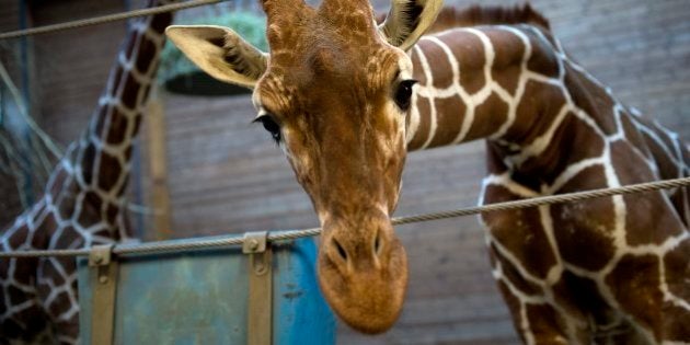 キリンを来園客前で解体 ライオンの餌に デンマークの動物園に抗議殺到 ハフポスト News