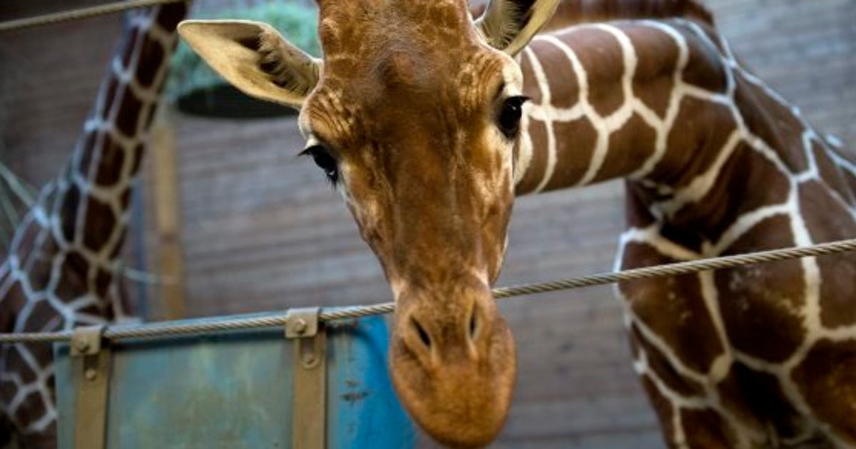 キリンを来園客前で解体、ライオンの餌に デンマークの動物園に抗議