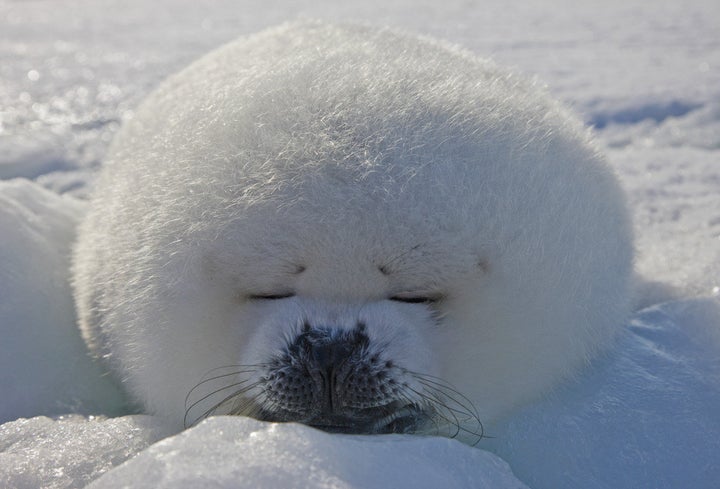 気持ちよく眠る動物たちと 睡眠の名言 集 ハフポスト Life