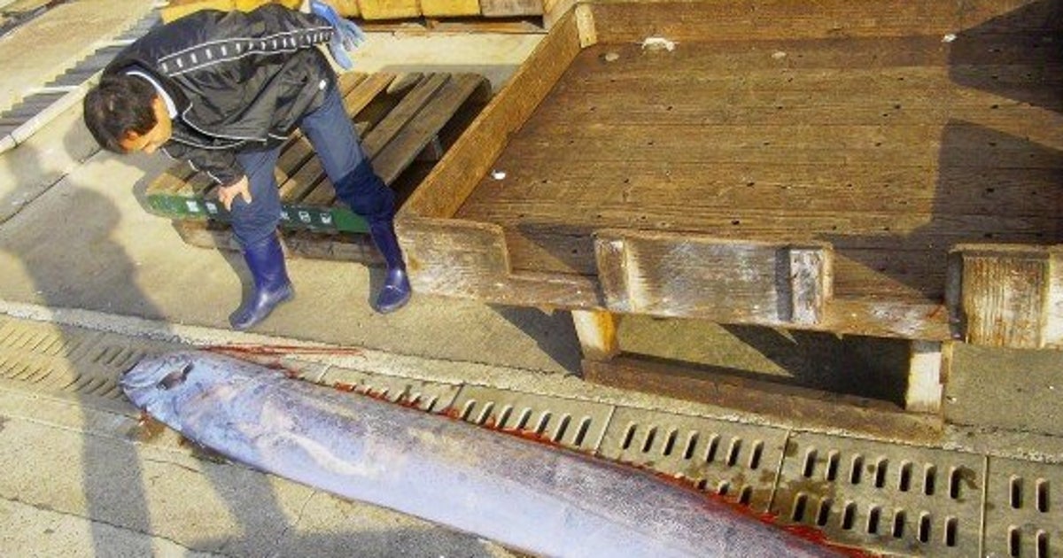 リュウグウノツカイ、長崎県平戸市の漁港で水揚げ【写真