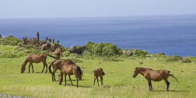 horse,animal,ocean,island,Yonaguni