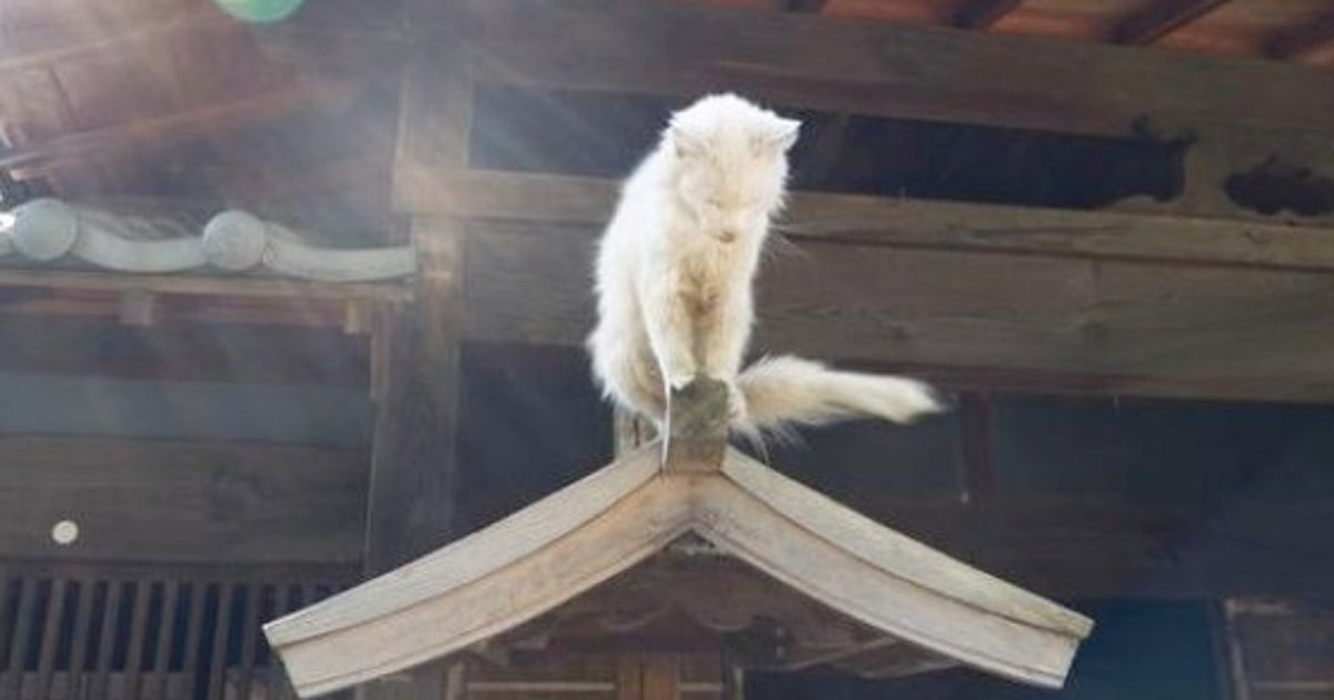 猫を超える 生きもの が川越にいた 仙人か 神の化身か 画像 ハフポスト