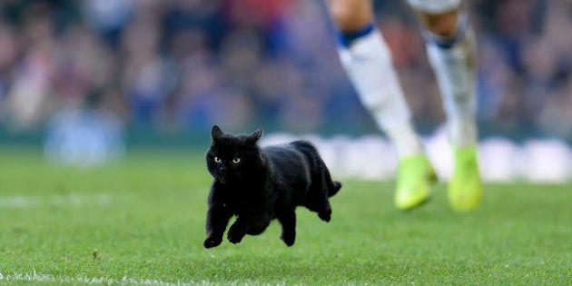 ピッチを縦横無尽に走り回り、ホームを勇気づけた黒猫